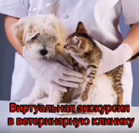 Виртуальная экскурсия в ветеринарную клинику. Воспитатели: Белкина Е.В., Молчанова Л.В. Виртуальная экскурсия в ветеринарную клинику. Воспитатели: Белкина Е.В., Молчанова Л.В.